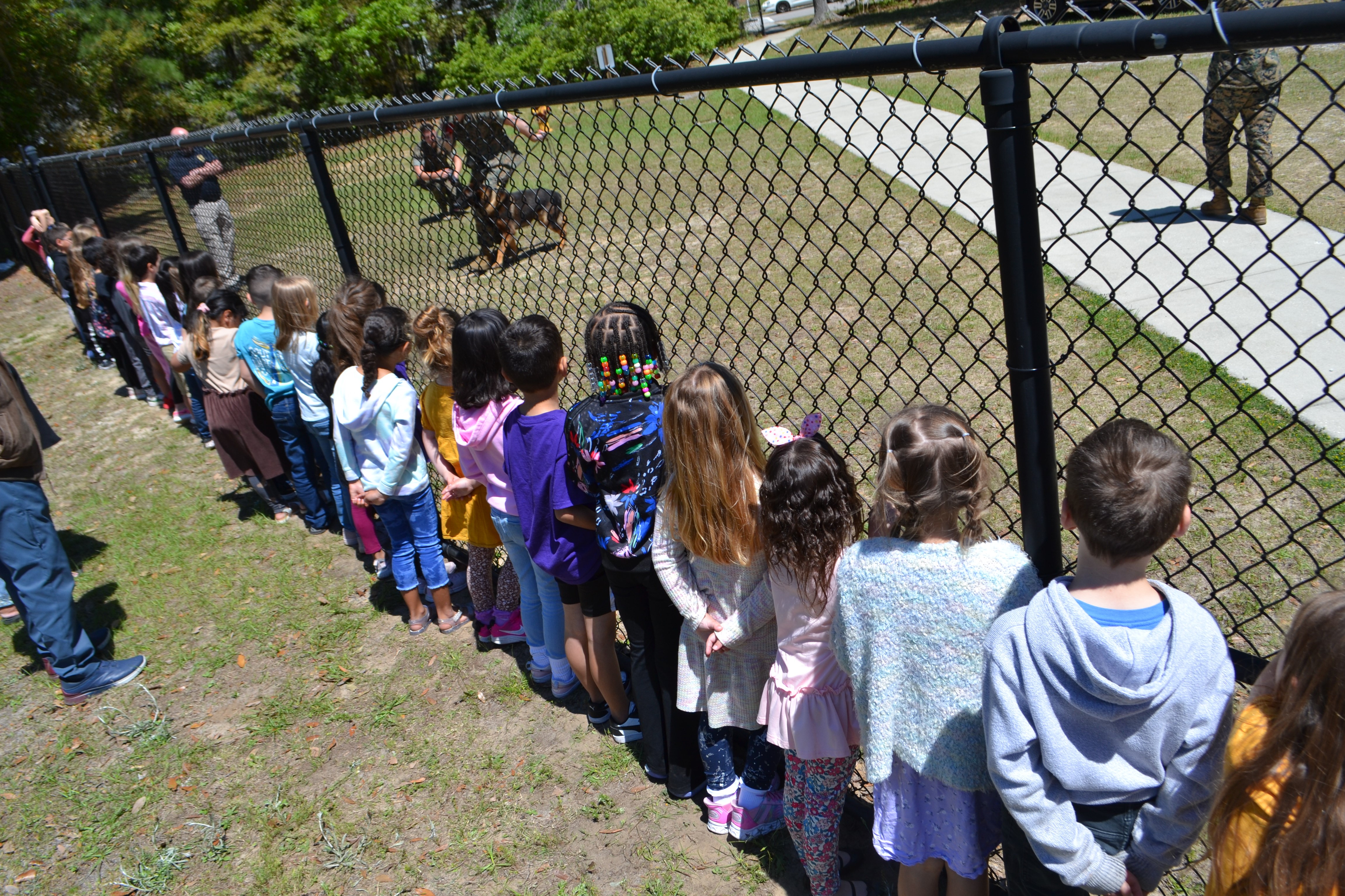 students lined up along fence to watch working dogs